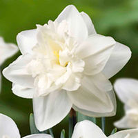 Daffodil Double Bulbs - Front Page