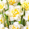 Daffodil Double Bulbs - Manly