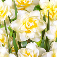 Daffodil Double Bulbs - Manly