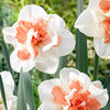 Daffodil Double Bulbs - My Story