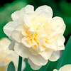 Daffodil (Double) Bulbs - Obdam