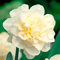 Daffodil (Double) Bulbs - Obdam