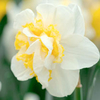 Daffodil Double Bulbs - Westward