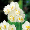 Daffodil (<i>Narcissus</i>) Cheerfulness Bulbs