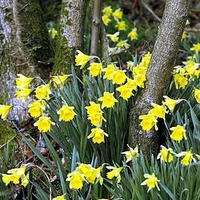 Daffodil (Native British) Bulbs