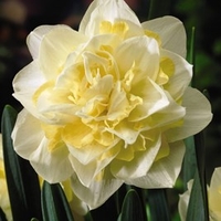 Daffodil White Lion