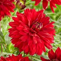 Dahlia All Directions
