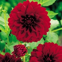 Dahlia Arabian Night