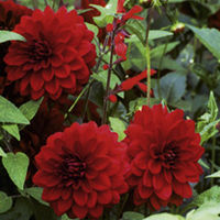 Dahlia Arabian Night
