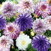 Dahlia Bulbs Purple Passion Lucky Dip Mix