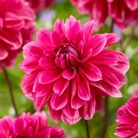 Dahlia Cantiflora