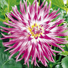 Dahlia Collection