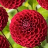 Dahlia Cornel Brons