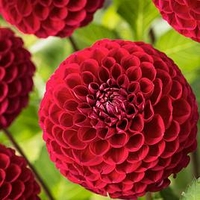 Dahlia Cornel Brons