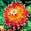 Dahlia Decorative Akita