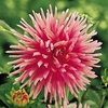 Dahlia Decorative Eurydice
