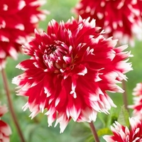 Dahlia Double Jeu