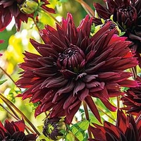 Dahlia Fimbriata Twin Pack - Black Touch and Playa Blanca