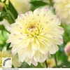 Dahlia Lake Carey