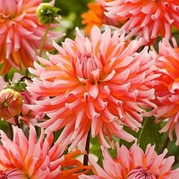 Dahlia Orange Turmoil