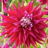 Dahlia Plant - AC Dark Horse