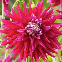 Dahlia Plant - AC Dark Horse