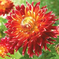 Dahlia Plant - Akita