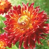 Dahlia Plant - Akita