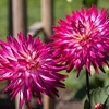 Dahlia Plant - Badger Twinkle