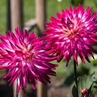 Dahlia Plant - Badger Twinkle