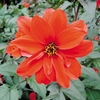 Dahlia Plant - Bishop of Llandaff