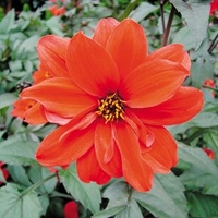 Dahlia Plant - Bishop of Llandaff
