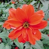 Dahlia Plant - Bishop of Llandaff