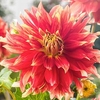 Dahlia Plant - Bodacious