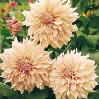 Dahlia Plant - Cafe Au Lait
