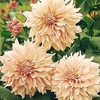 Dahlia Plant - Cafe Au Lait
