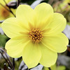 Dahlia Plant - Clarion