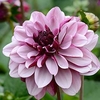 Dahlia Plant - Creme de Cassis