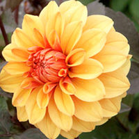 Dahlia Plant - David Howard