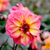 Dahlia Plant - Dreamy Fantasy