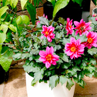 Dahlia Plant - Dreamy Kiss