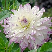 Dahlia Plant - Ferncliff Illusion (Giant Tree Dahlias)