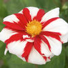 Dahlia Plant - Fire and Ice