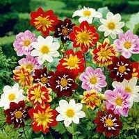 Dahlia Plant - Harlequin Mix