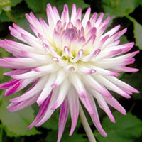 Dahlia Plant - Hayley Jane
