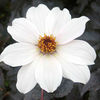 Dahlia Plant - Joe Swift