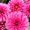 Dahlia Plant - LaBella® Maggiore Deep Rose