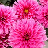 Dahlia Plant - LaBella® Maggiore Deep Rose