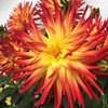 Dahlia Plant - LaBella® Maggiore Fire