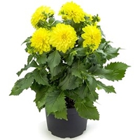 Dahlia Plant - LaBella® Maggiore Yellow